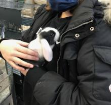 Service garde lapin