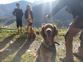 Service chien