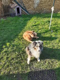 Service chien