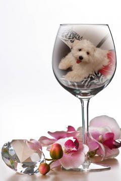 Service chien