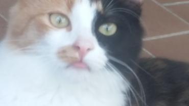 Service garde animaux
