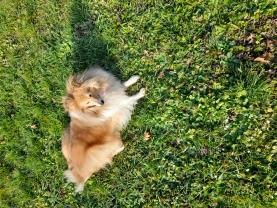 Service chien