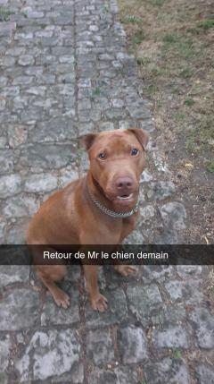 Service chien