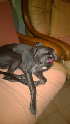 Service chien