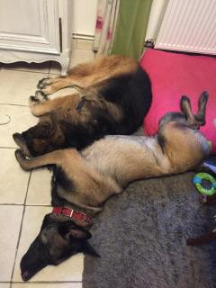 Service chien