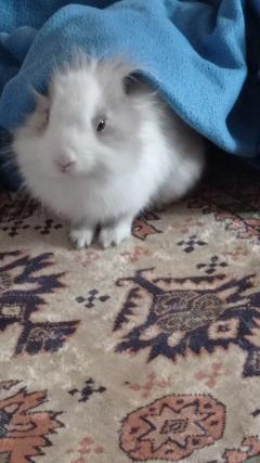 Service garde lapin