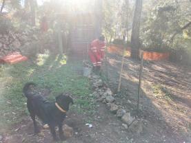 Service chien