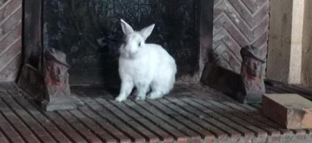 Service garde lapin