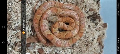 Service reptile