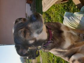 Service chien