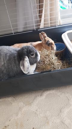 Service garde lapin