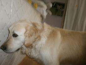 Service chien