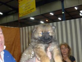 Service garde animaux