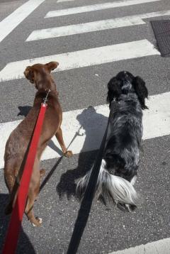 Service promeneur chien