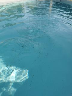 Location robot piscine