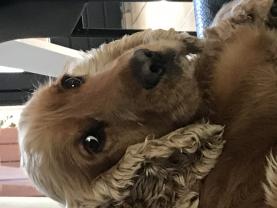 Service chien