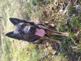 Service chien