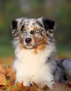 Service chien