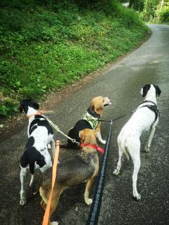 Service chien