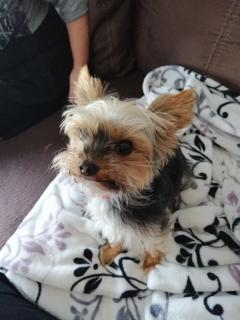 Service chien