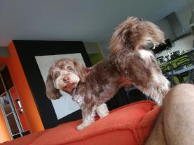 Service chien