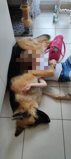 Service chien