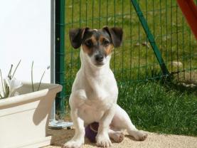 Service chien