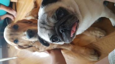 Service chien