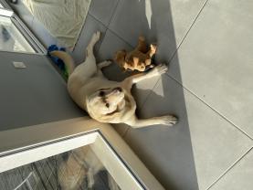 Service chien