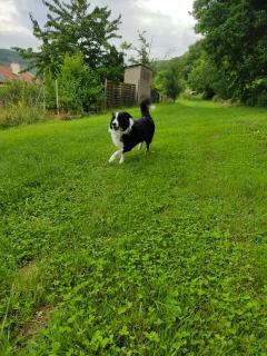 Service chien