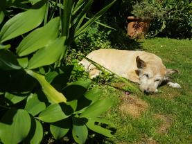Service garde animaux