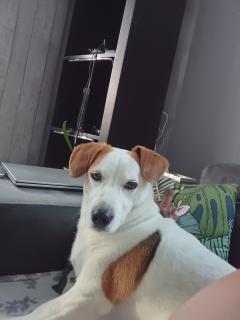 Service chien