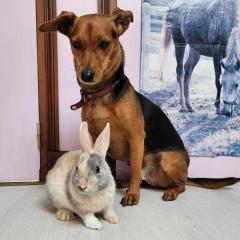 Service garde lapin