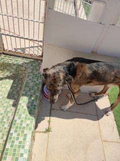 Service chien