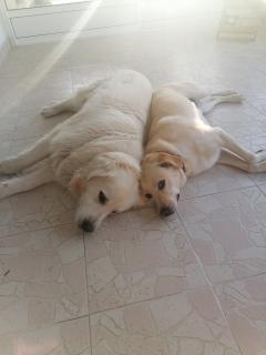 Service chien