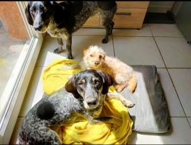 Service chien