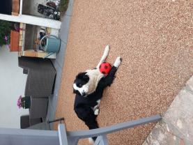 Service chien