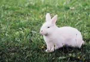 Service garde lapin