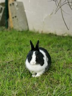 Service garde lapin
