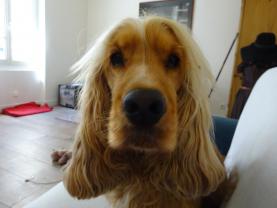 Service garde animaux
