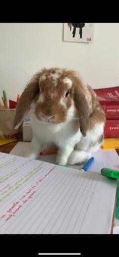Service garde lapin