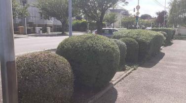 Service entretien espace vert