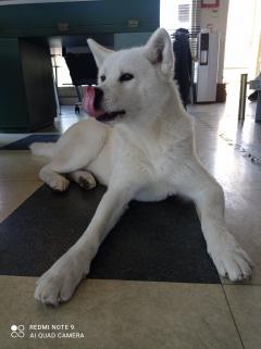 Service chien