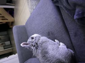 Service garde lapin