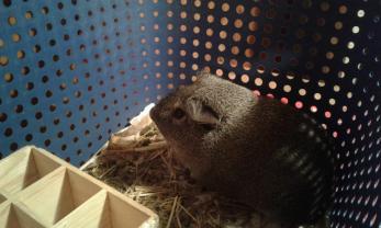 Service garde animaux