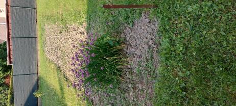Service entretien jardin