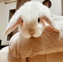 Service garde animaux