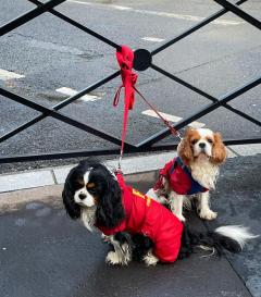Service garde animaux
