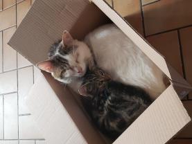 Service garde animaux