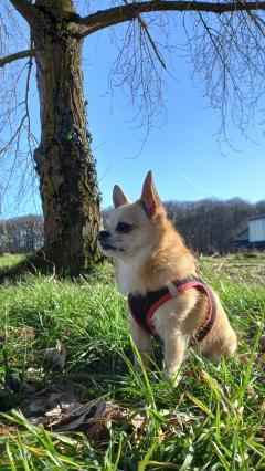 Service chien